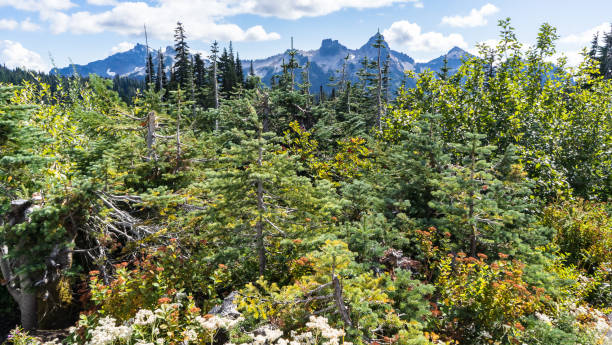 istock The pride of National park. 1045655432