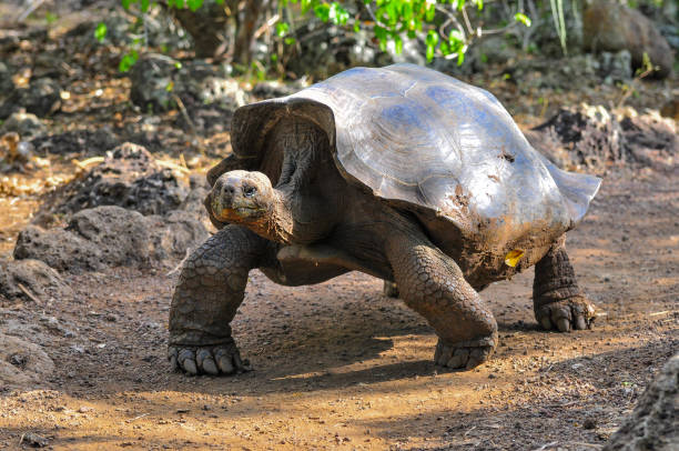 istock Galapagos tortoise in a nature reserve 1045659654