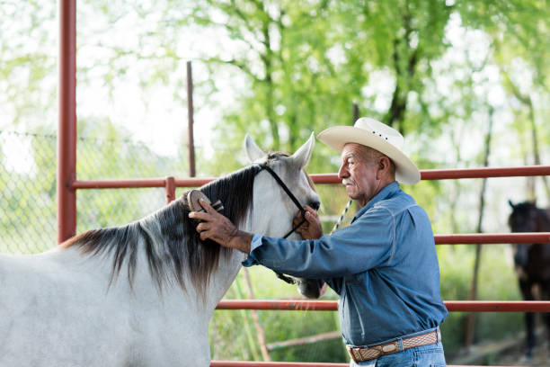 istock Senior mexican man holding horse and brusing its hair 1045662180