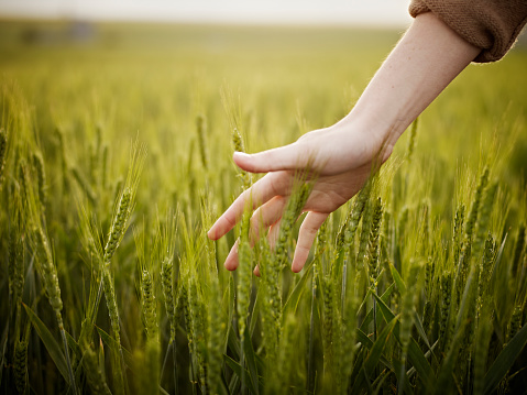 Close up of hands of a woman farmer. Farmer is  holding a laptop on wheat field. Smart farming and digital agriculture.