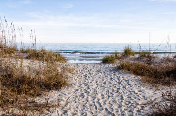 sentiero sabbioso che conduce all'oceano atlantico in south carolina - sand beach sand dune sea oat grass foto e immagini stock