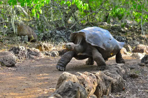 Galapagos Tortoise in a nature reserve in the Galapagos Islands, Ecuador