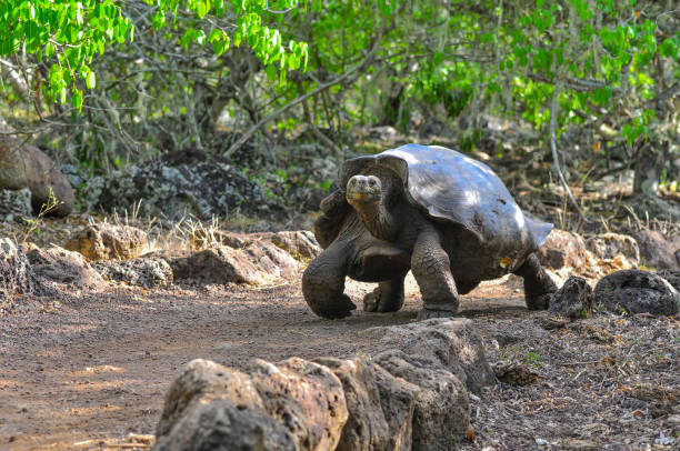 istock Galapagos tortoise in a nature reserve 1045671682