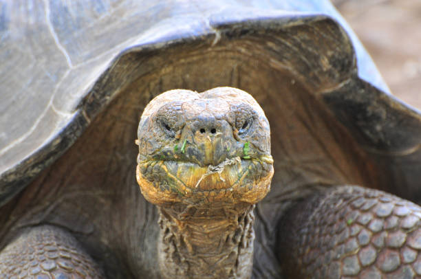 istock Galapagos tortoise in a nature reserve 1045674606