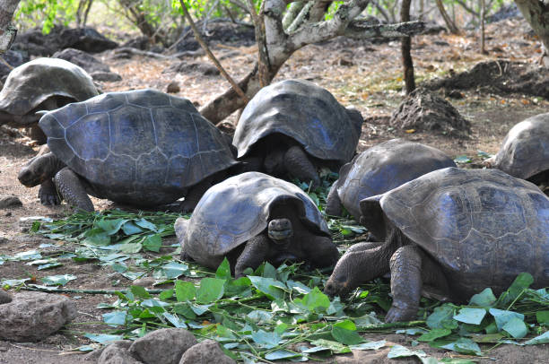 istock Galapagos tortoise in a nature reserve 1045678770