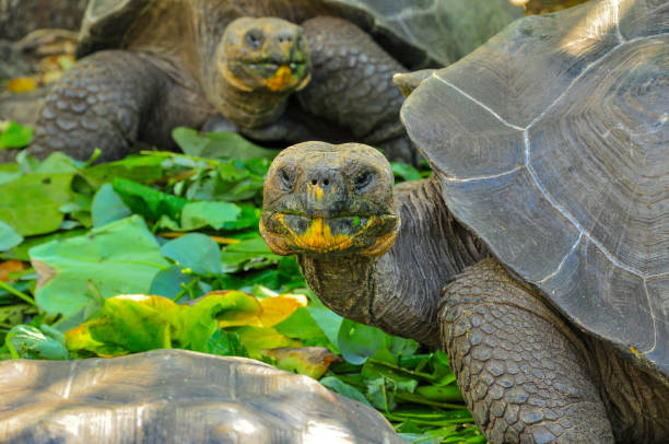 istock Galapagos tortoise in a nature reserve 1045678866