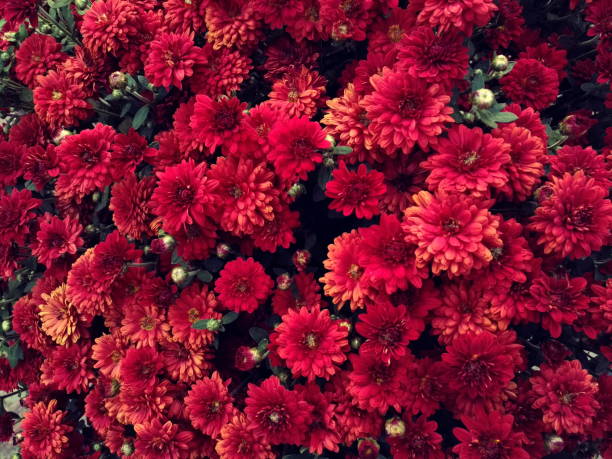 istock Chrysanthemums flowers, small decorative red 1045678982