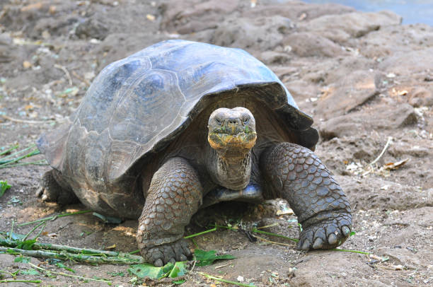 istock Galapagos tortoise in a nature reserve 1045679036