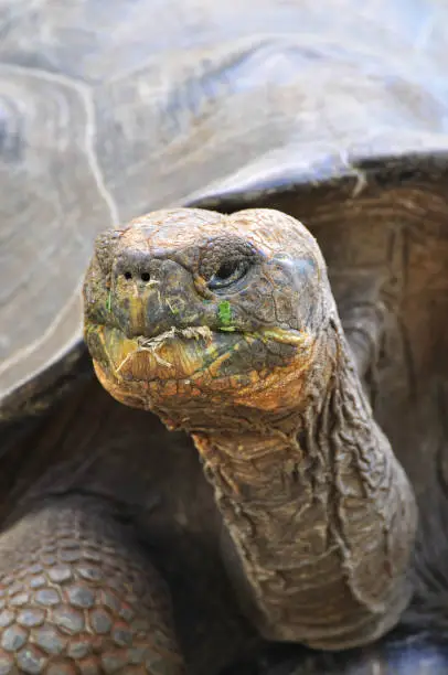 Galapagos Tortoise in a nature reserve in the Galapagos Islands, Ecuador