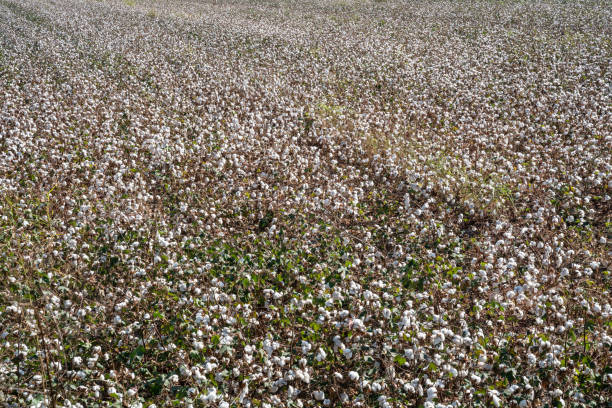 istock Cotton Field Ready For Harvest 1045683924