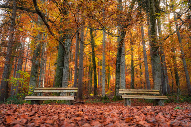istock Two benches in an autumn forest 1045686112