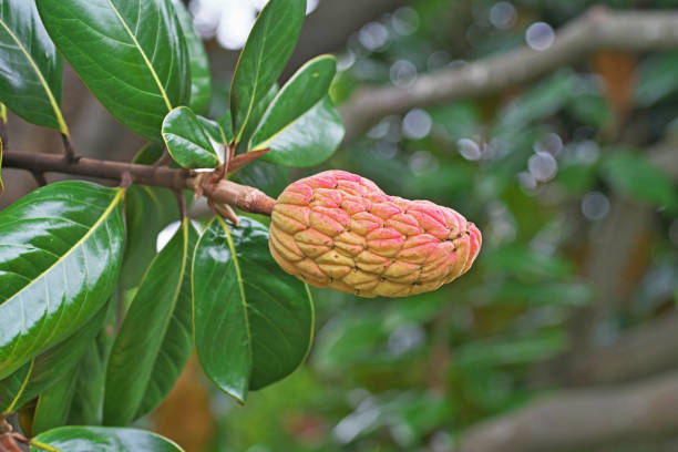 istock Fruit of the Magnolia grandiflora 1045688940