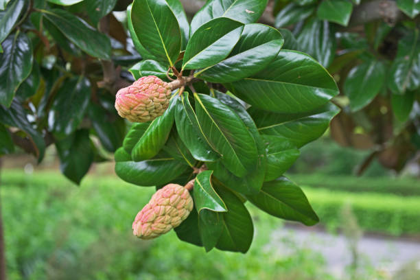 Fruit of the Magnolia grandiflora