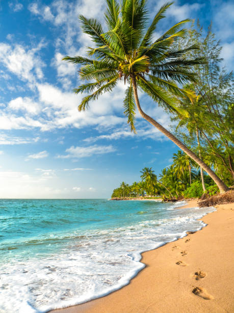 Palm Trees in paradise Walking along the beach in North Queensland great barrier reef marine park stock pictures, royalty-free photos & images