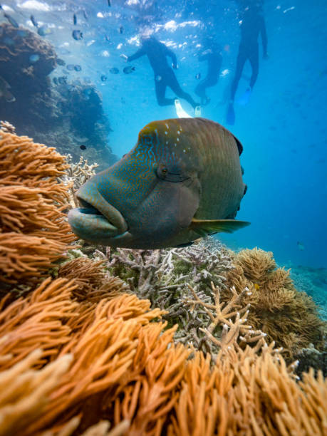 Maggie the Maori Wrasse Snorkelling with Maggie the Maori Wrasse on the Great Barrier Reef humphead wrasse stock pictures, royalty-free photos & images