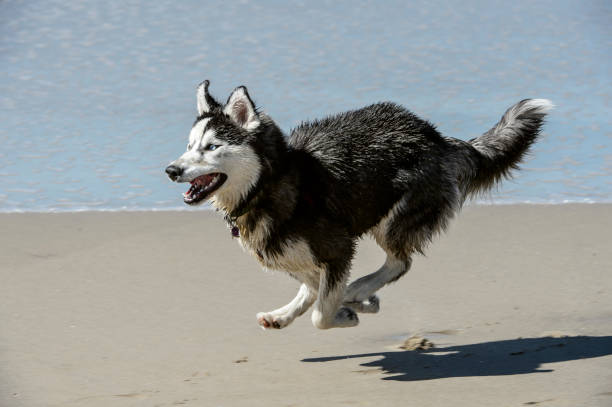 Black and white dog running on ocean beach, with waves in background.