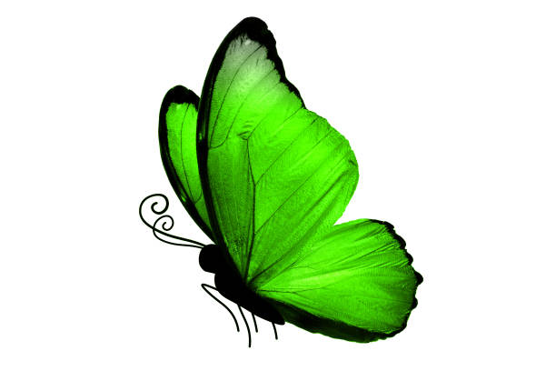 istock beautiful green tropical butterfly isolated on white background 1045695960