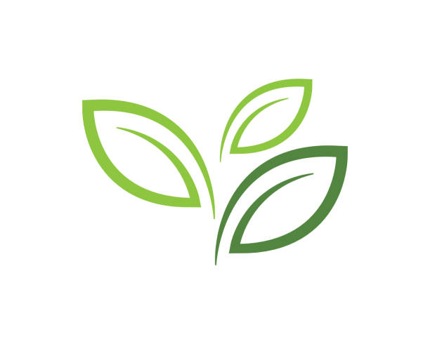 ilustrações, clipart, desenhos animados e ícones de design de logotipo de vetor de folha de árvore - vector leaf tree plant