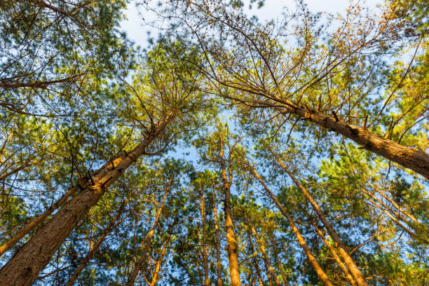 istock Pine forest from low angle with sunny early in the morning 1045705088