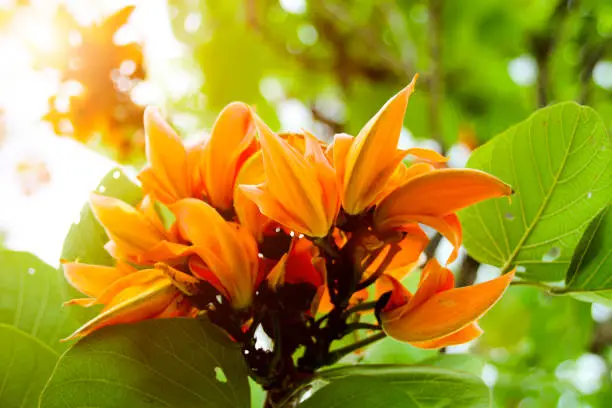 Butea monosperma,Orange flowers are blooming.