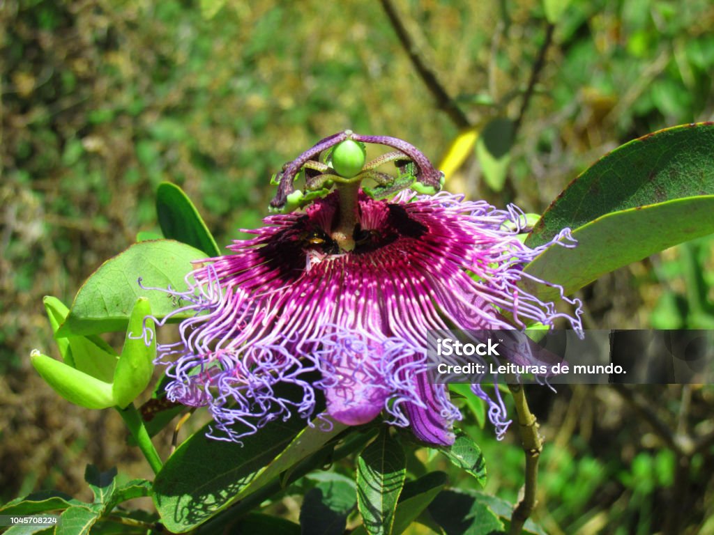Fruta Nativa De La Pasión Passiflora Cincinnata Flor En Bahía Brasil Foto de stock y más banco de imágenes de Parque Nacional de Chapada Diamantina - iStock Fruta Nativa De La Pasión Passiflora Cincinnata Flor En Bahía Brasil Foto de stock y más banco de imágenes de Parque Nacional de Chapada Diamantina - iStock