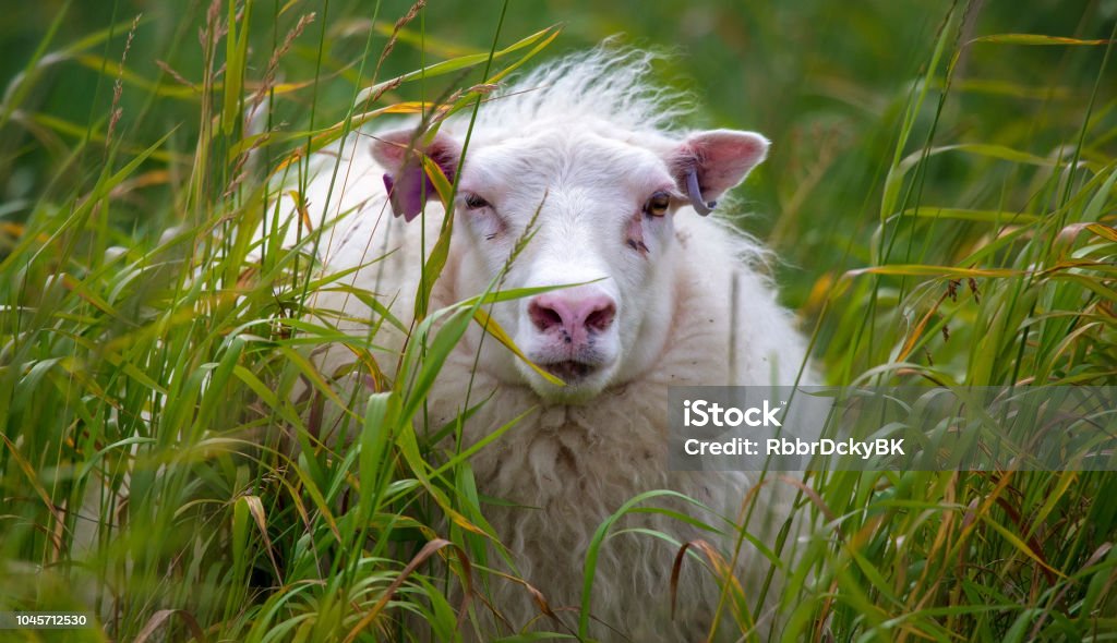 Tagged Schafe - Lizenzfrei Agrarbetrieb Stock-Foto