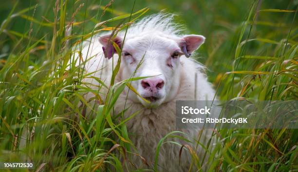 Tagged Schafe Stockfoto und mehr Bilder von Agrarbetrieb - Agrarbetrieb, Feld, Fotografie