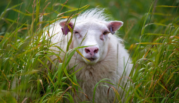 Tagged sheep stock photo