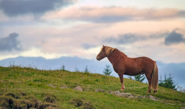 istock Icelandic horse at sunset 1045712602