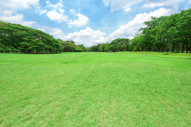 istock Beautiful landscape in park with green grass field. 1045714940