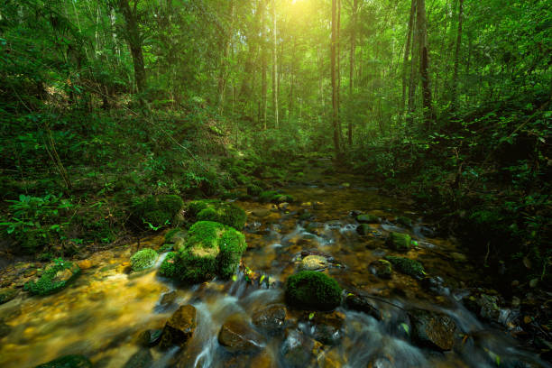 istock Beautiful stream in green forest 1045717010