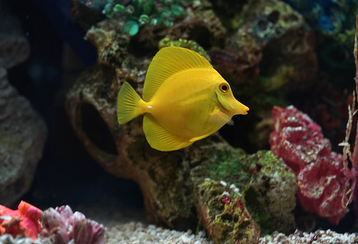 a beautiful of Pasific Orange-Spine Unicornfish