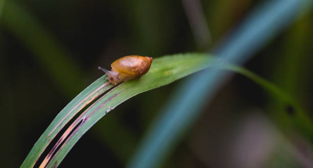 istock Snail Moving Across a Blade of Grass 1045719920
