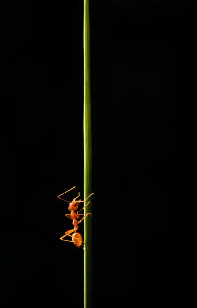 isolated,white,fractal,texture,beautiful,abstract,ant,art,background,black,breakthrough,bright,closeup,color,colorful,concept,decoration,dry,fire,food,forest,garden,graphic,green,g