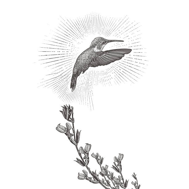 ilustrações de stock, clip art, desenhos animados e ícones de ruby throated hummingbird and purple salvia - throated