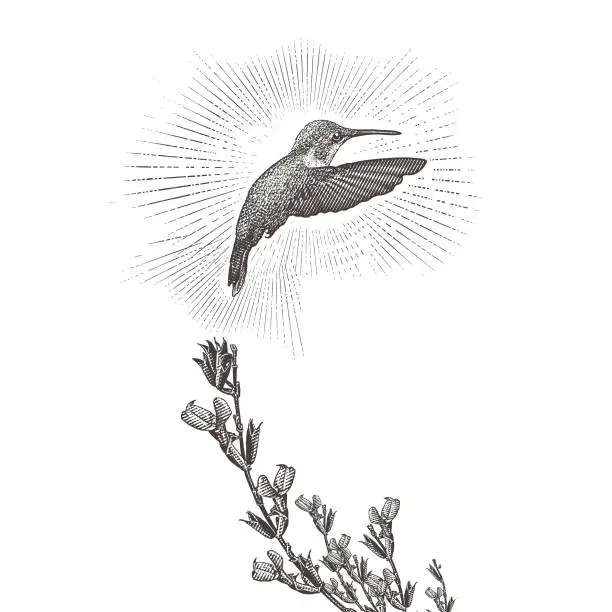 Vector illustration of Ruby Throated Hummingbird and Purple Salvia