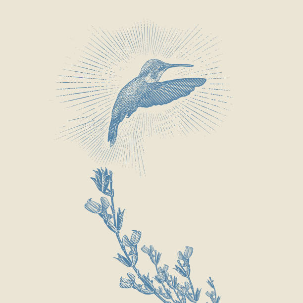 Engraving illustration of a Ruby Throated Hummingbird and Purple Salvia