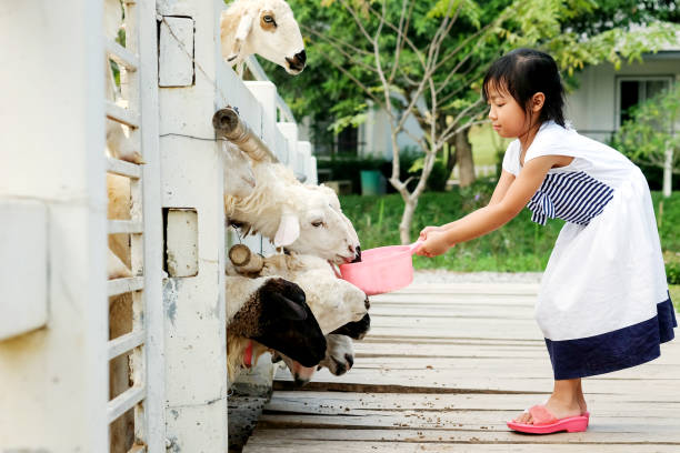 bambina asiatica che nutre pecore in una stalla - petting zoo foto e immagini stock