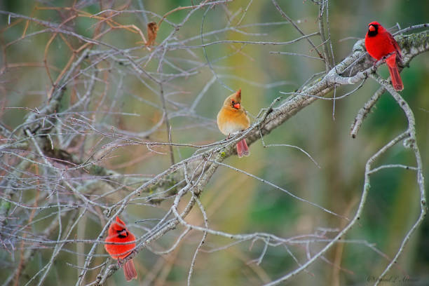 istock Three Cardinals in Winter 1045732862