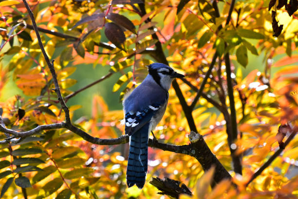 istock Colorful Male Blue Jay 1045737510