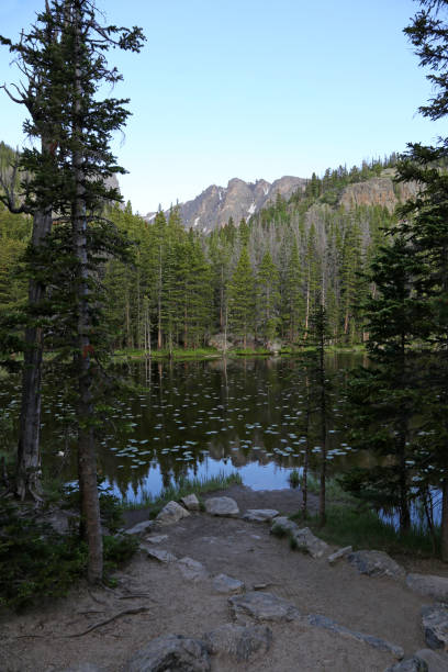 Nymph Lake View A view of Nymph Lake through the spruce on the trail to Emerald Lake in Rocky Mountain National Park, Colorado. lily lake rocky mountains colorado stock pictures, royalty-free photos & images