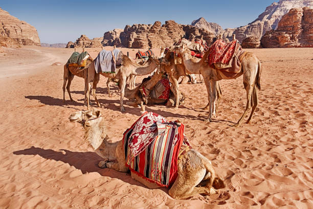 istock Camels In The Desert 1045747124
