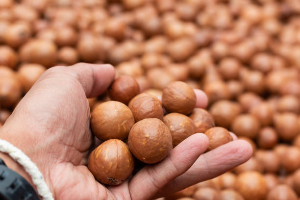 istock Macadamia fruit In the factory 1045751836