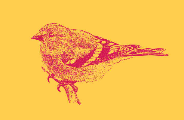 illustrazioni stock, clip art, cartoni animati e icone di tendenza di illustrazione mezzotint di un cardellino americano arrossamento - american goldfinch gold finch bird branch