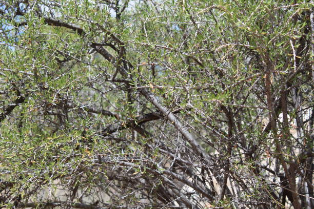 istock PRUNUS FASCICULATA JTNP SRT 1045754414