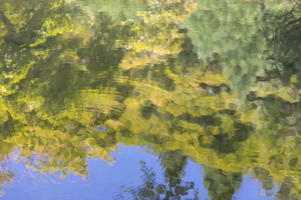 Water Strider and nature reflection on water