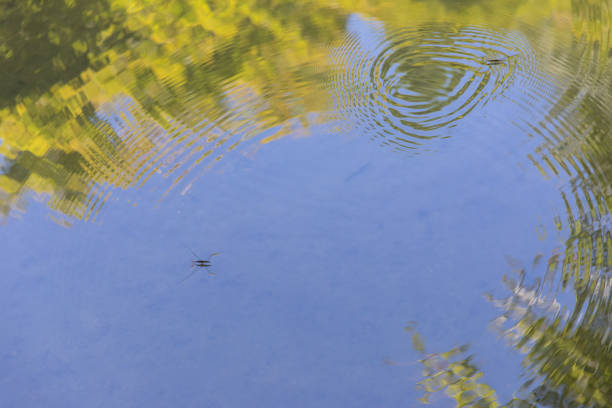 istock Water Strider and nature reflection on water 1045754880