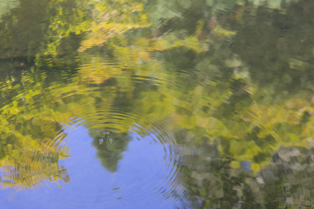 istock Water Strider and nature reflection on water 1045756938