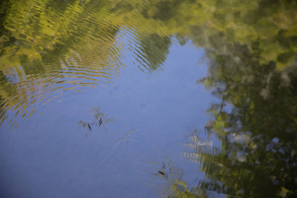 istock Water Strider and nature reflection on water 1045757020