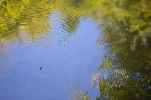 istock Water Strider and nature reflection on water 1045757076